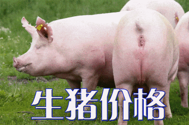 今日生猪价格｜全国生猪价格稳中略有涨跌<strong></p>
<p>莱特币价格今日行情</strong>，行情不温不火