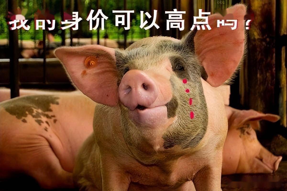 今日生猪价格｜全国生猪价格稳中略有涨跌<strong></p>
<p>莱特币价格今日行情</strong>，行情不温不火