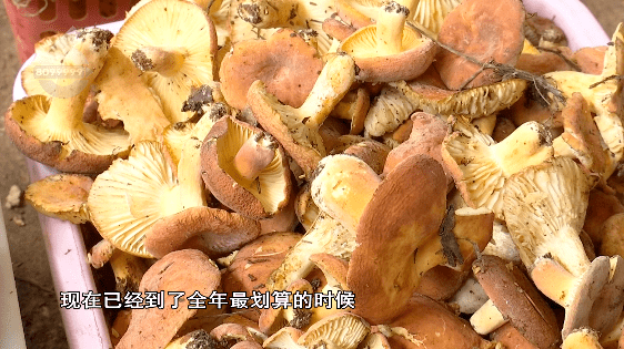 野生菌大量上市<strong></p>
<p>虚拟币上市价</strong>！全年最低价！快冲~