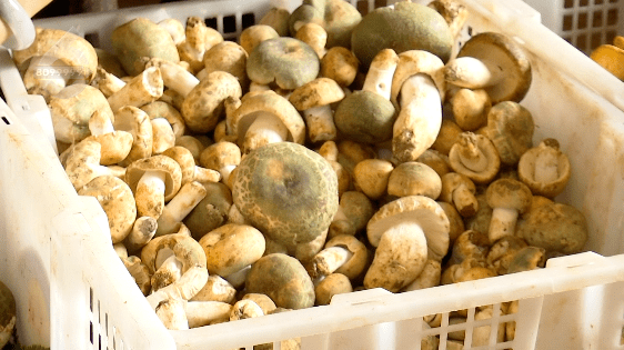 野生菌大量上市<strong></p>
<p>虚拟币上市价</strong>！全年最低价！快冲~
