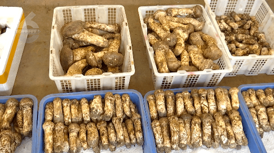 野生菌大量上市<strong></p>
<p>虚拟币上市价</strong>！全年最低价！快冲~