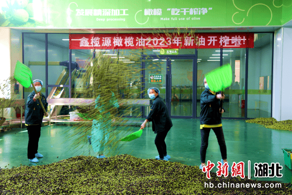 湖北郧阳：小小橄榄果成为致富“金果子”