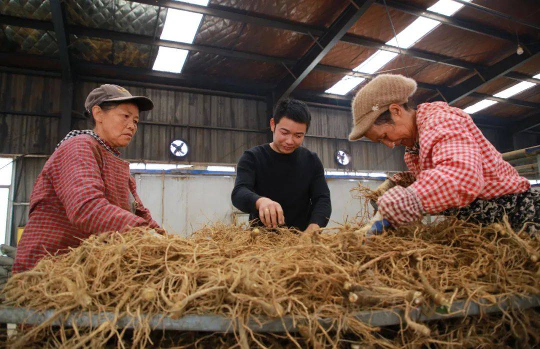 【乡村振兴示范地】绥阳：中药材产业链 “链起”群众致富路