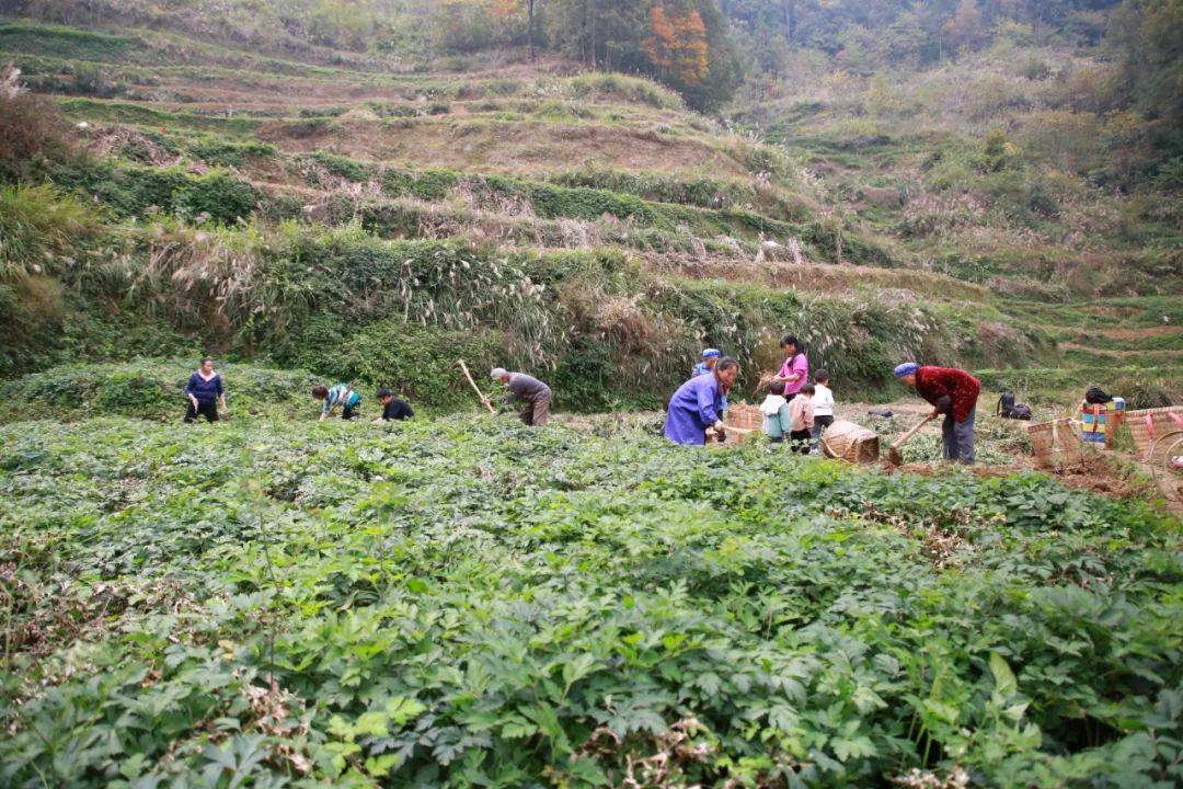 【乡村振兴示范地】绥阳：中药材产业链 “链起”群众致富路