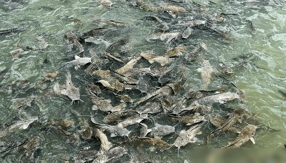 贵州草海藏鱼1.2亿条<strong></p>
<p>5亿虚拟币</strong>，禁渔5年被啃成秃海！长江会重蹈覆辙吗？