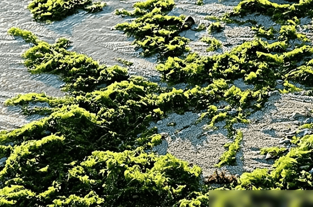 贵州草海藏鱼1.2亿条<strong></p>
<p>5亿虚拟币</strong>，禁渔5年被啃成秃海！长江会重蹈覆辙吗？