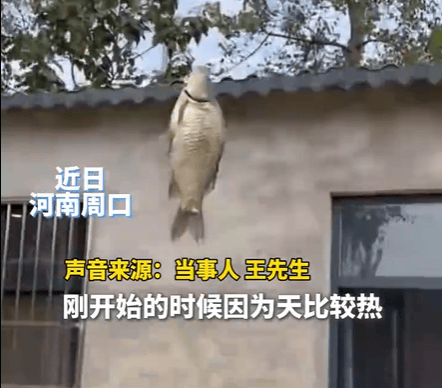 男子在家操控无人机钓鱼<strong></p>
<p>股转虚拟币</strong>，当天就钓上十几条，当事人：不要轻易尝试，已被鱼拉下水十几个无人机