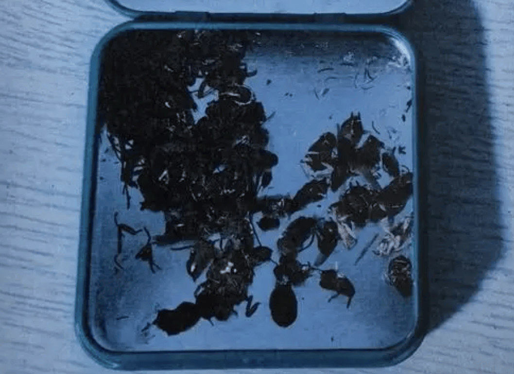 打两碗蘸料<strong></p>
<p>股转虚拟币</strong>，吃一碗毁一碗！女子投虫敲诈火锅店更多细节曝光