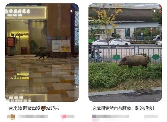 列车撞上野猪<strong></p>
<p>虚拟币GA</strong>，机械师查看时被撞身亡，更多细节公布...