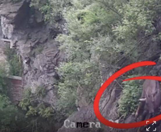 房山周口店发现“悬崖上的舞者”<strong></p>
<p>跑分虚拟币</strong>！能一跃直接跳过小山沟