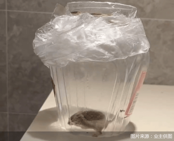 老鼠乱窜、直饮水发黄<strong></p>
<p>虚拟币换汇</strong>，北京业主千万元买的和锦诚园居然是这样