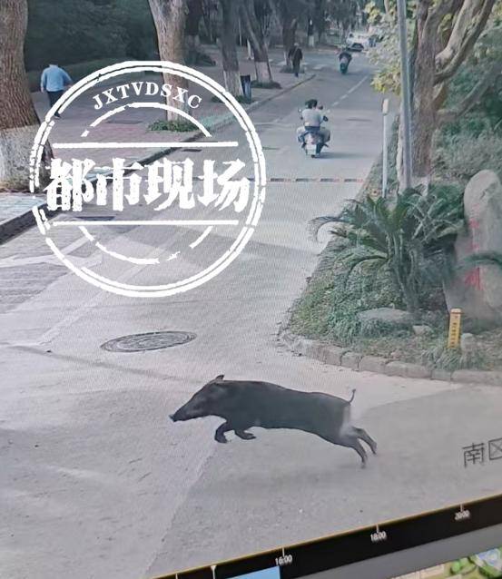江西一高校惊现野猪<strong></p>
<p>澳波虚拟币</strong>，最后在食堂被成功抓获