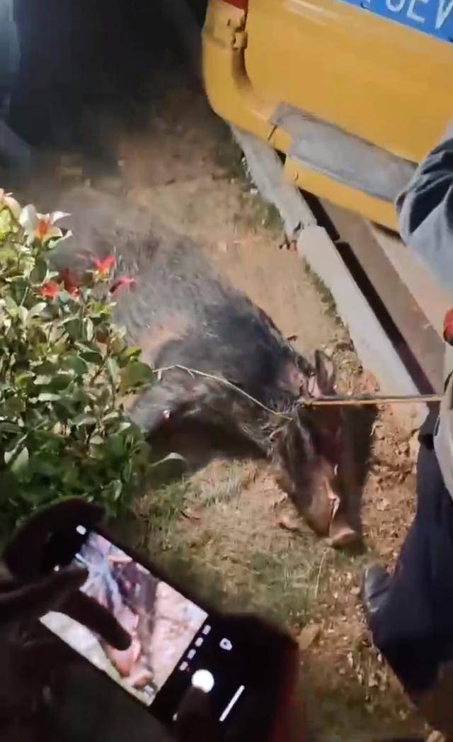 江西一高校惊现野猪<strong></p>
<p>澳波虚拟币</strong>，最后在食堂被成功抓获