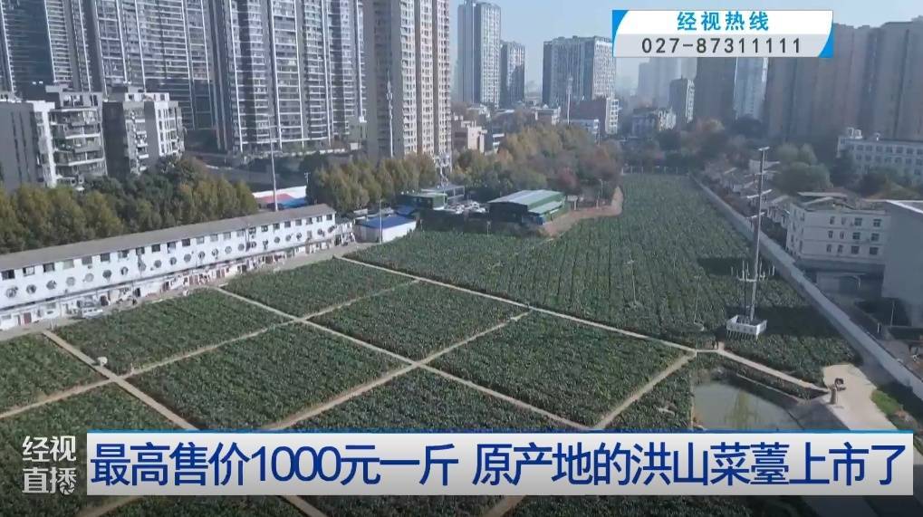 武汉人爱吃！最高1000元一斤<strong></p>
<p>虚拟ai币</strong>，供不应求