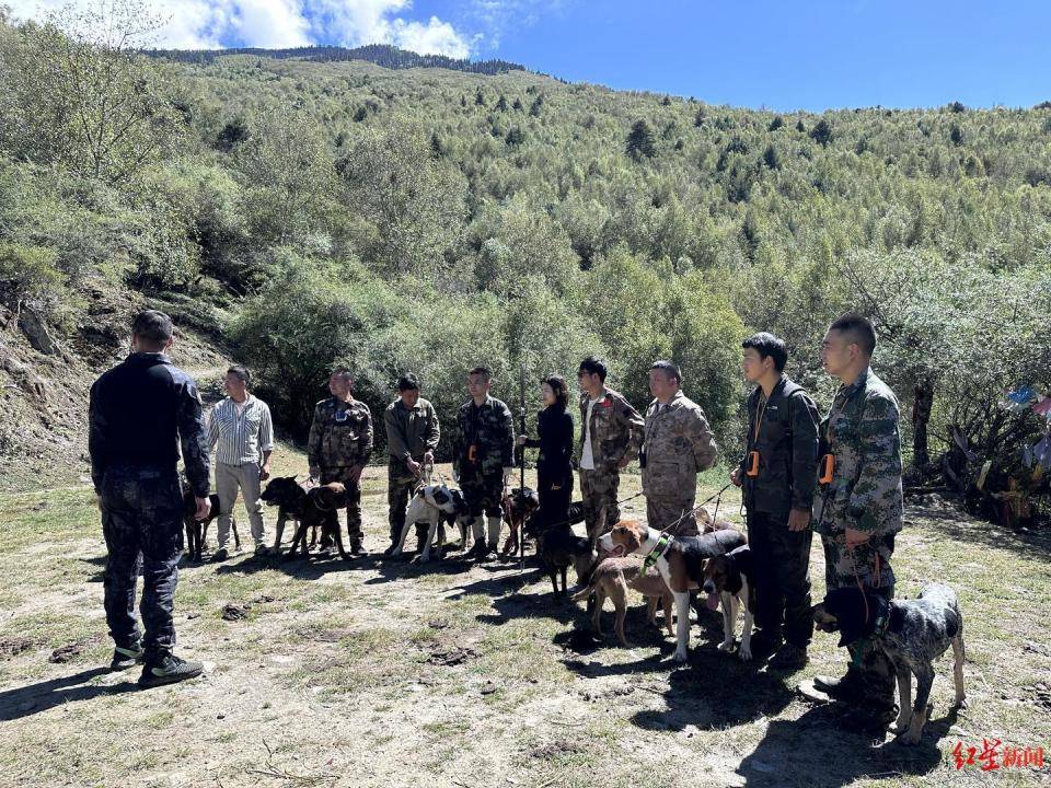 揭秘“野猪猎捕队”丨海拔3000米高山密林<strong></p>
<p>jb虚拟币</strong>，记者跟队直击猎捕野猪全过程