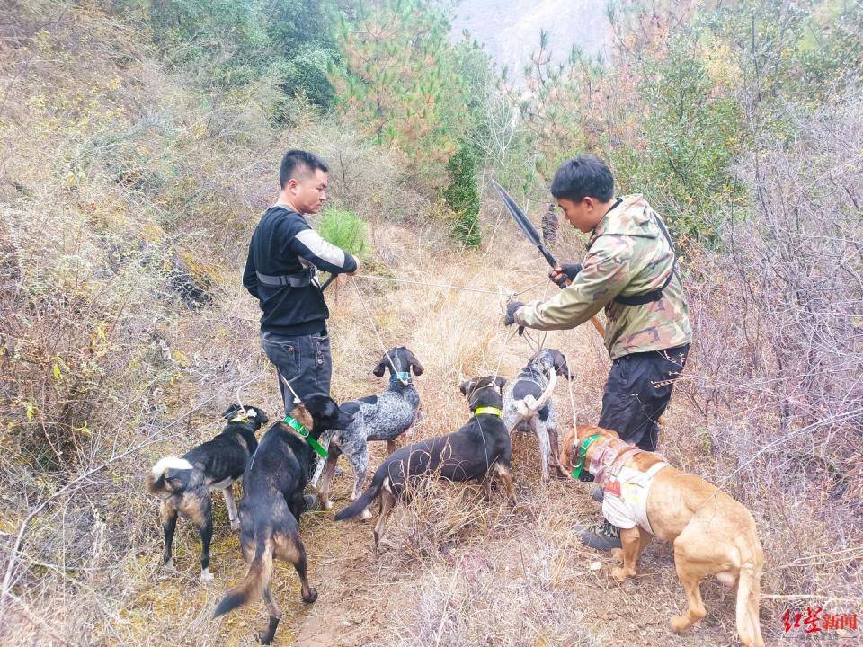 揭秘“野猪猎捕队”丨海拔3000米高山密林<strong></p>
<p>jb虚拟币</strong>，记者跟队直击猎捕野猪全过程