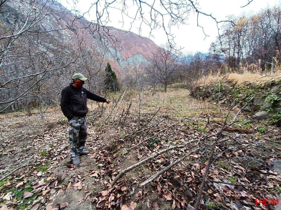 揭秘“野猪猎捕队”丨海拔3000米高山密林<strong></p>
<p>jb虚拟币</strong>，记者跟队直击猎捕野猪全过程