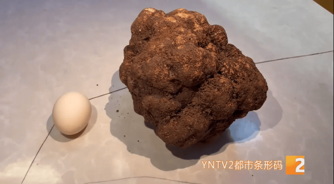 昆明一村民挖到1.7公斤超大松露<strong></p>
<p>jb虚拟币</strong>！“看都看不够”