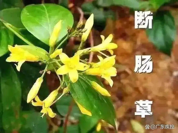 广东一老人买药材煲汤中毒身亡 当地：店铺误售断肠草<strong></p>
<p>欧尼虚拟币</strong>，老板被拘留