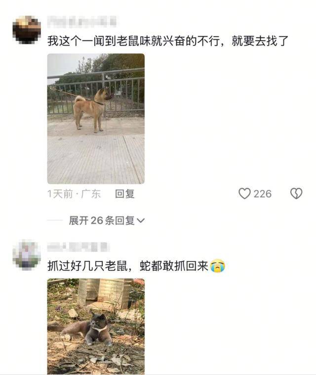 老鼠掉进泳池<strong></p>
<p>蜜蜂虚拟币</strong>，广东大叔出动鸡猫狗团队，结果全被老鼠吓跑！网友坐不住纷纷晒战绩