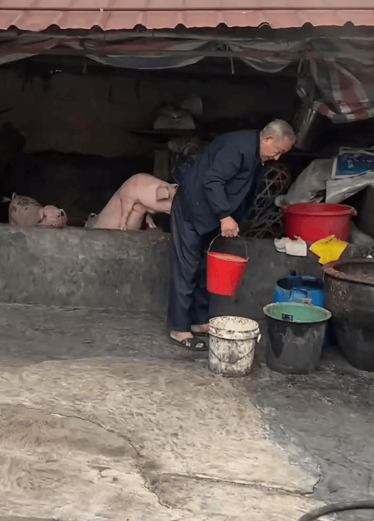 潮汕一孙女怕78岁爷爷无聊给他买了两头猪：猪被养得干净粉嫩<strong></p>
<p>蜜蜂虚拟币</strong>，享受和孙女一样的待遇