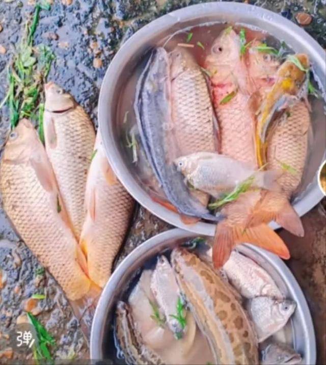鄱阳湖退水大量鱼搁浅<strong></p>
<p>虚拟币破获</strong>，附近村民提盆捡鱼，渔政：不建议捡，禁止买卖