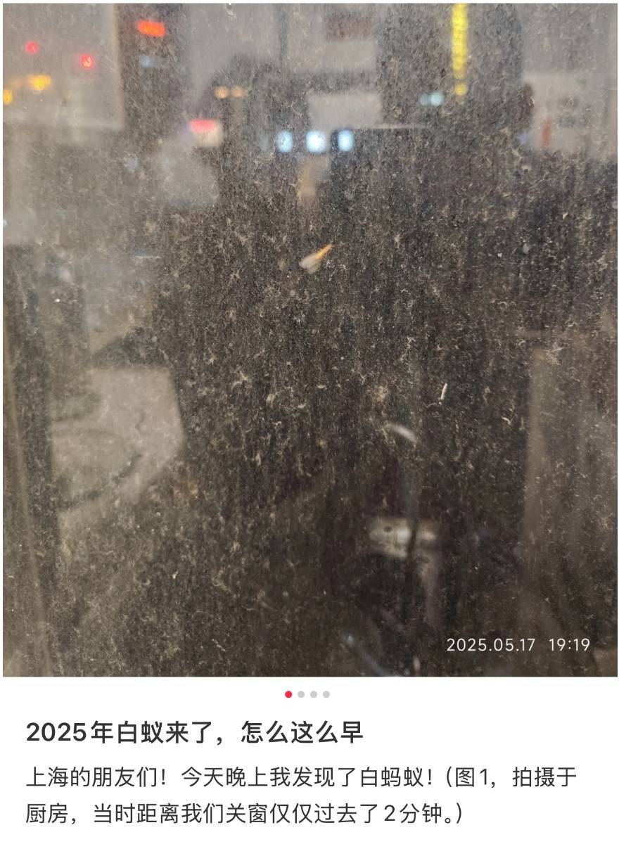 紧急提醒：瞬间爆发！上海市民崩溃：密密麻麻<strong></p>
<p>虚拟币版通</strong>，蠕蠕爬行...“梧桐区”已开始战斗，白蚁或提前分飞