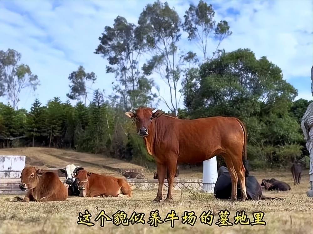 全国重点文保单位施琅墓被曝成“放牛场”<strong></p>
<p>虚拟币网文</strong>？福建惠安官方回应