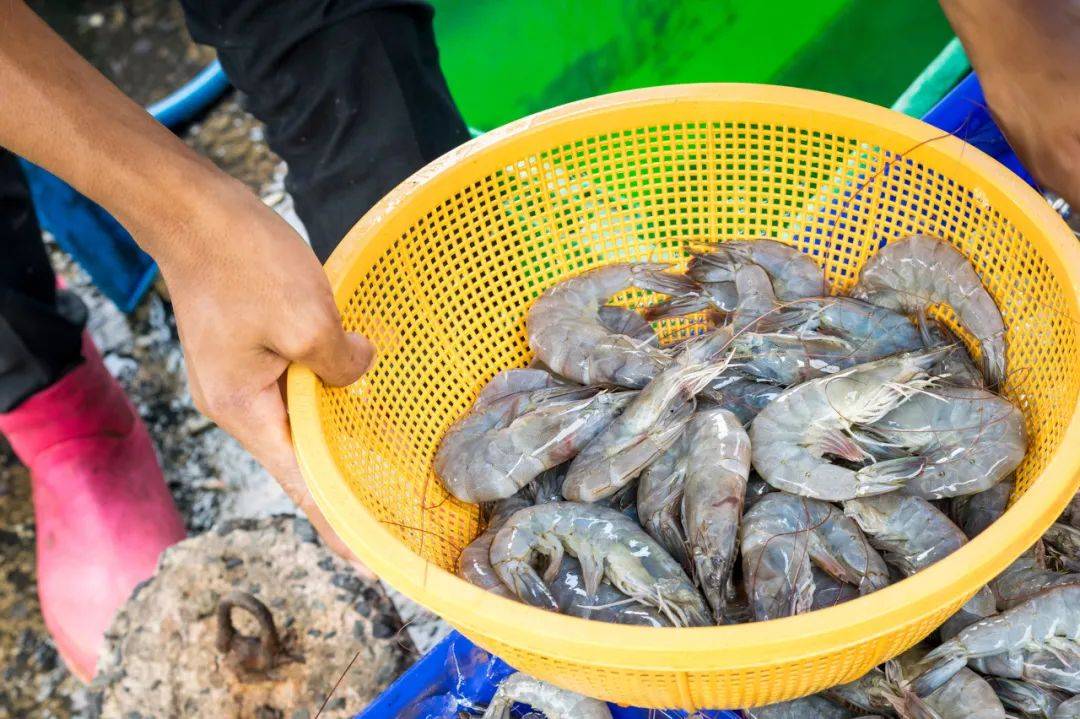 养殖虾都是吃抗生素、激素长大的<strong></p>
<p>油塔虚拟币</strong>，真的不建议吃？