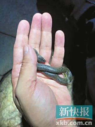 广州已进入蛇伤高发季节<strong></p>
<p>虚拟币FN</strong>，保命锦囊→