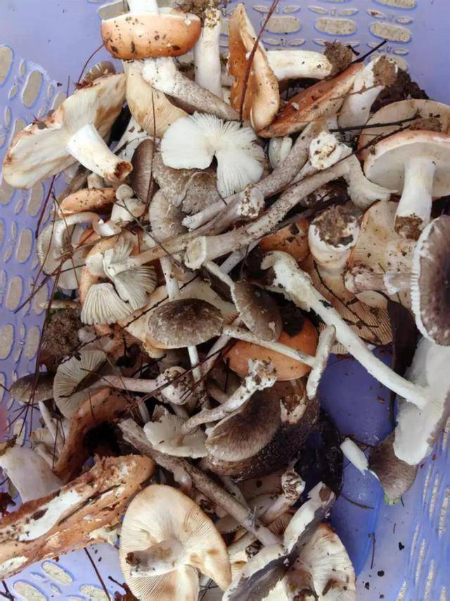 湖南一家6口误食毒蘑菇<strong></p>
<p>虚拟币bf</strong>，5岁男童不幸去世