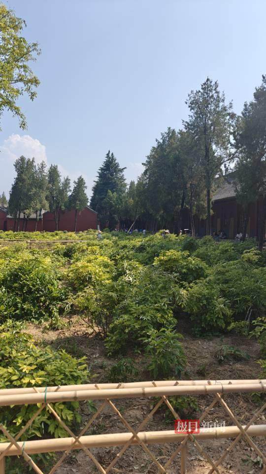 印乐方丈管理下的白马寺：僧人顶着高温种地<strong></p>
<p>盛大虚拟币</strong>，义工称寺里秉承农禅并重