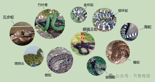 安徽宣城一男子走路玩手机<strong></p>
<p>四项虚拟币</strong>，一脚踩中打架的竹叶青和五步蛇，被俩毒蛇咬3口！医院：暂无生命危险，正在治疗