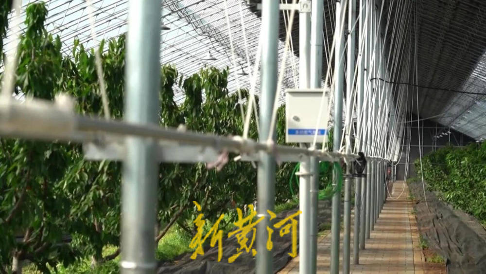 潍坊临朐：30.77 亿元<strong></p>
<p>DW虚拟币</strong>！“红玛瑙”大樱桃何以成乡村振兴“甜蜜引擎”