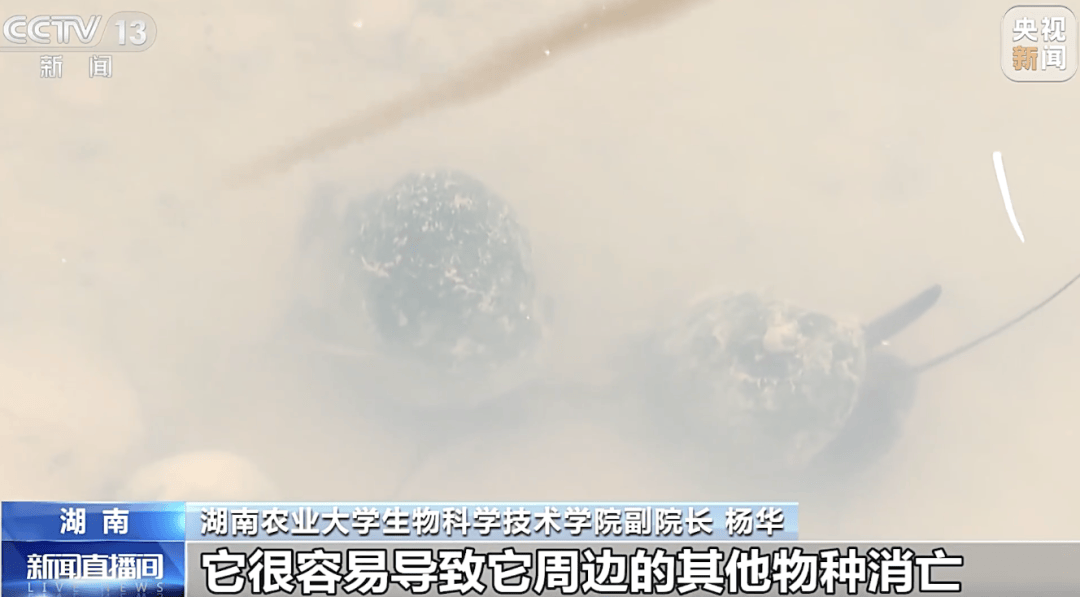 掀开衣服<strong></p>
<p>虚拟币卖钱</strong>，密密麻麻！200多只活虫惊现深圳机场……