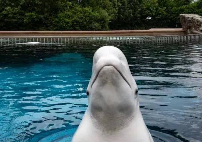 宁愿全部安乐死<strong></p>
<p>MM虚拟币</strong>，也不给中国？加拿大养不起30头白鲸，中国愿接手，然而...