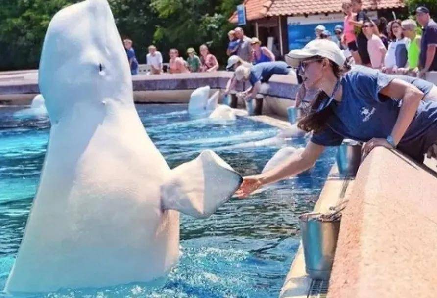 宁愿全部安乐死<strong></p>
<p>MM虚拟币</strong>，也不给中国？加拿大养不起30头白鲸，中国愿接手，然而...