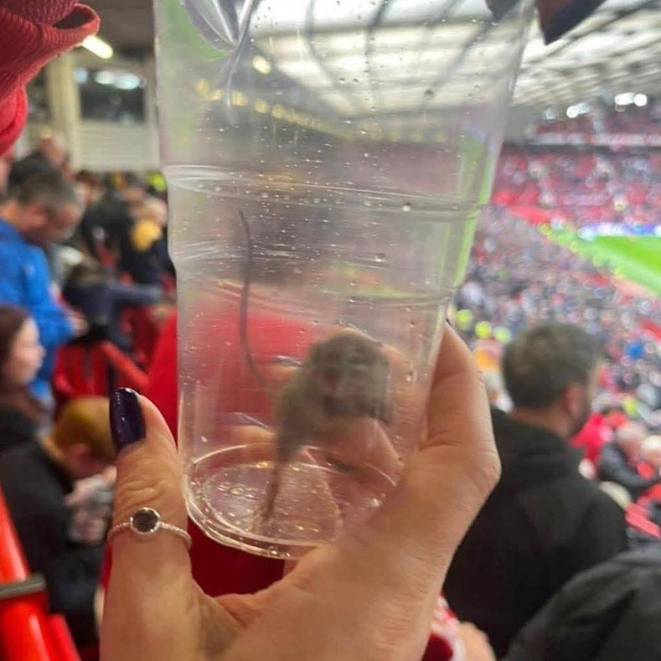 不愧是黑猫<strong></p>
<p>虚拟币取缔</strong>!桑德兰女球迷在曼联主场抓到一只活老鼠