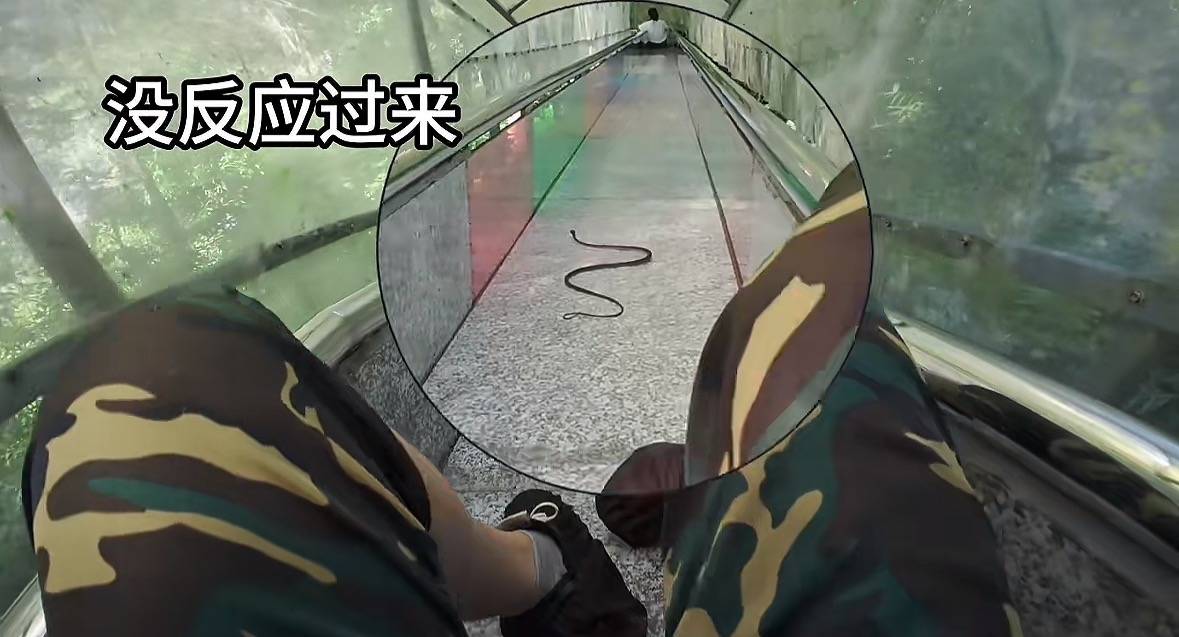 游客称在广西丹炉山滑道遇蛇<strong></p>
<p>有哪些数字货币</strong>,景区致歉:这么多年就这一次,每年都做防蛇处理