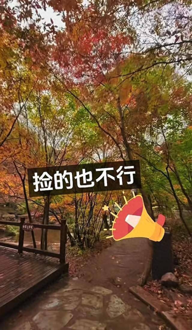辽宁一景区禁止游客捡枫叶<strong></p>
<p>数字货币有哪些</strong>,手持枫叶也不行,工作人员:为保护自然环境