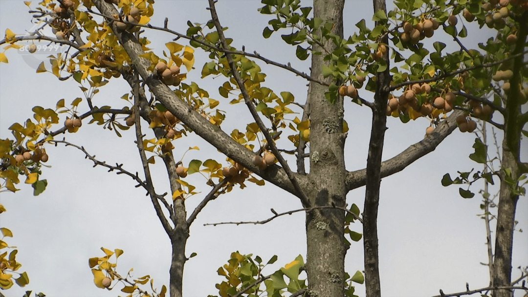 不要捡<strong></p>
<p>数字货币套利</strong>！不要吃！昆明街头正大量出现……