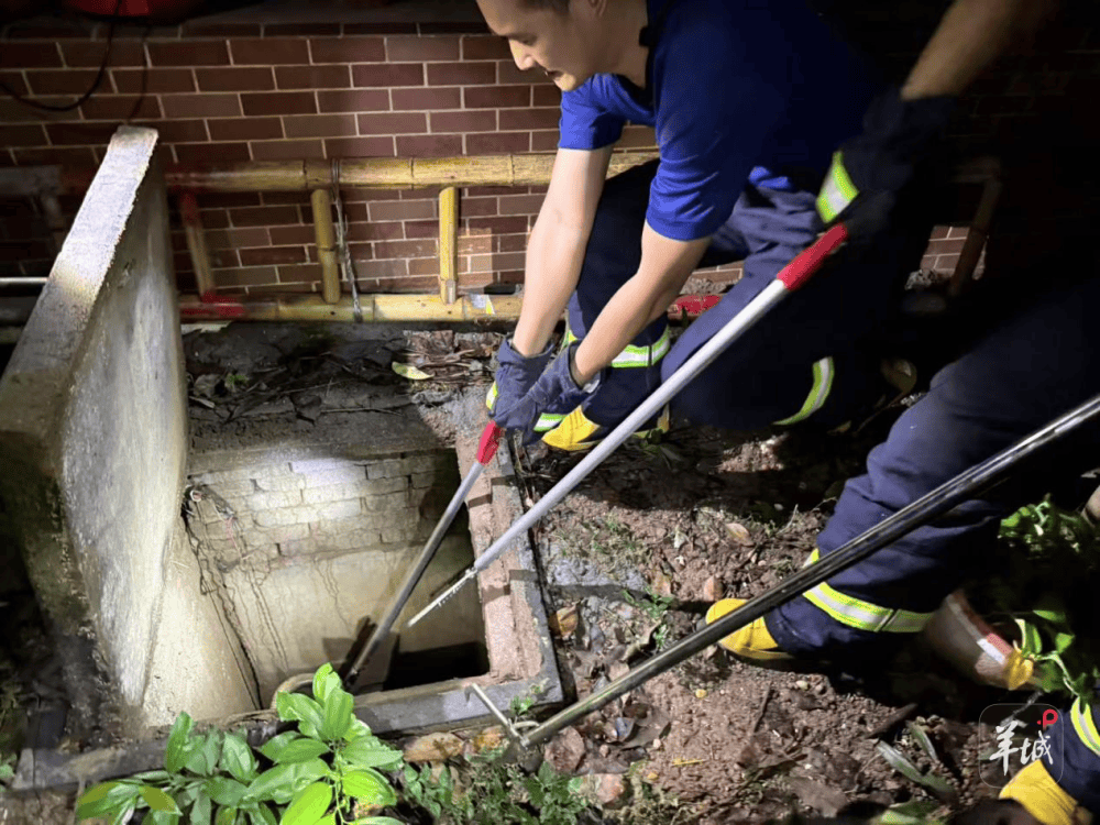 广州一小区蛇患频发：已抓超60条但未探测到蛇窝位置<strong></p>
<p>国际数字货币</strong>，多方介入