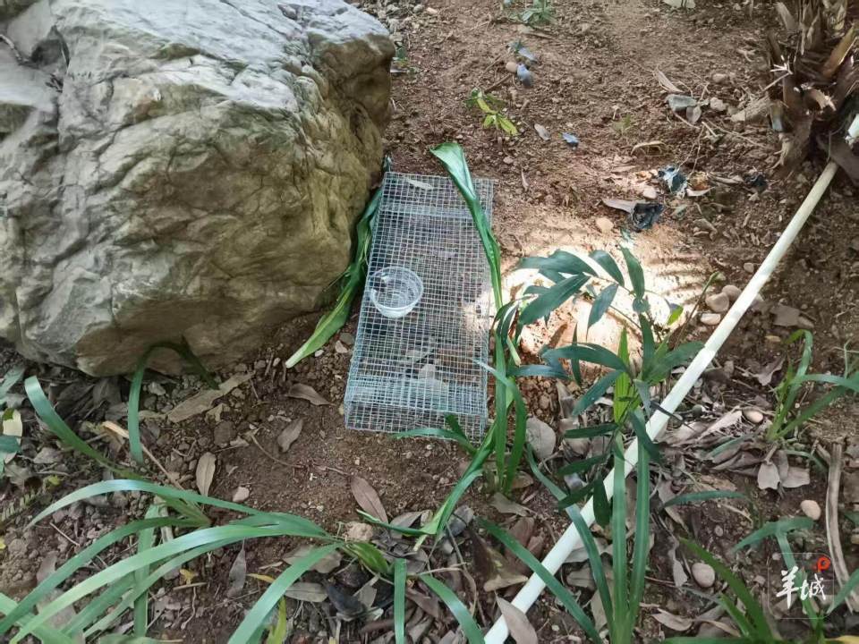 广州一小区蛇患频发：已抓超60条但未探测到蛇窝位置<strong></p>
<p>国际数字货币</strong>，多方介入