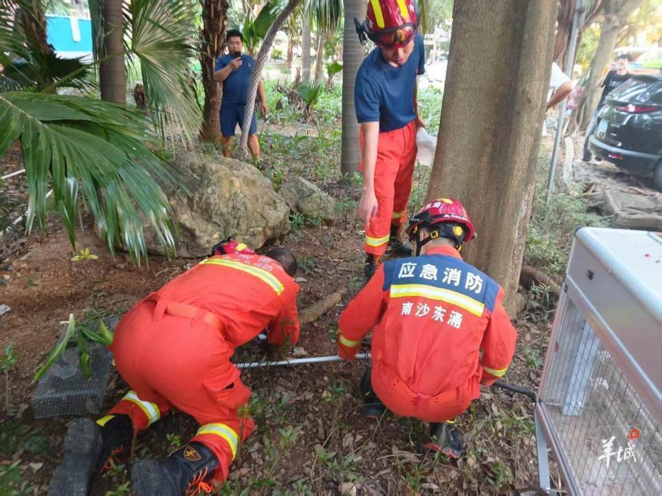 广州一小区蛇患频发：已抓超60条但未探测到蛇窝位置<strong></p>
<p>国际数字货币</strong>，多方介入