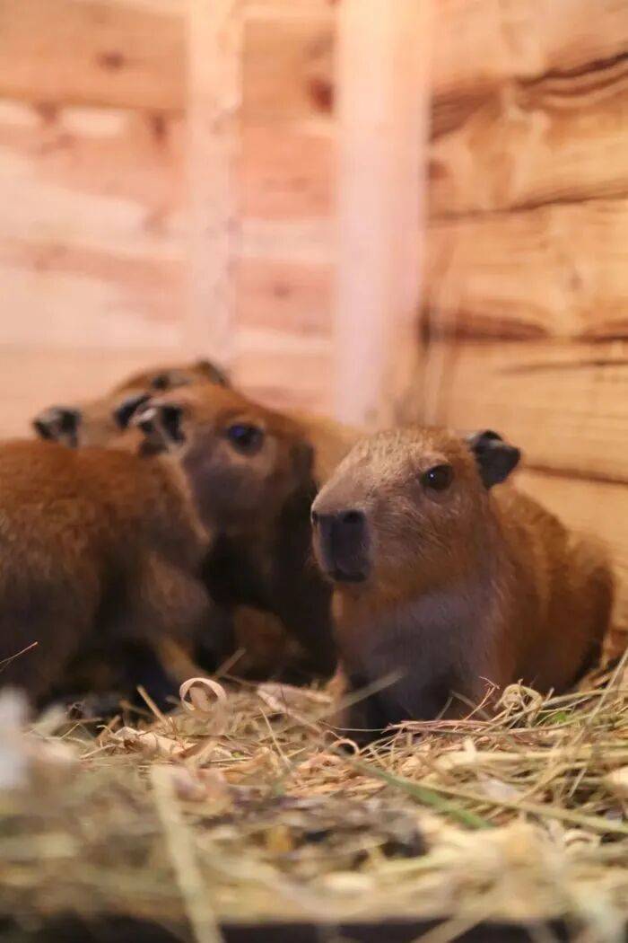 出生1小时就能独立行走<strong></p>
<p>数字货币如何交易</strong>，济南动物园“果果”和“豚豚”的4只新生幼崽，周末和市民见面