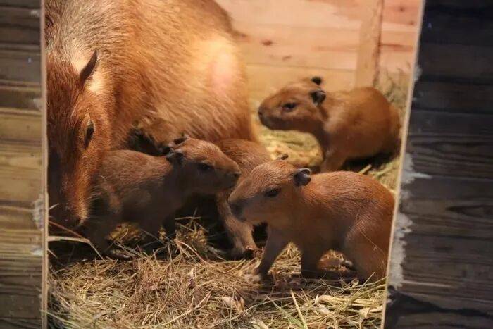 出生1小时就能独立行走<strong></p>
<p>数字货币如何交易</strong>，济南动物园“果果”和“豚豚”的4只新生幼崽，周末和市民见面