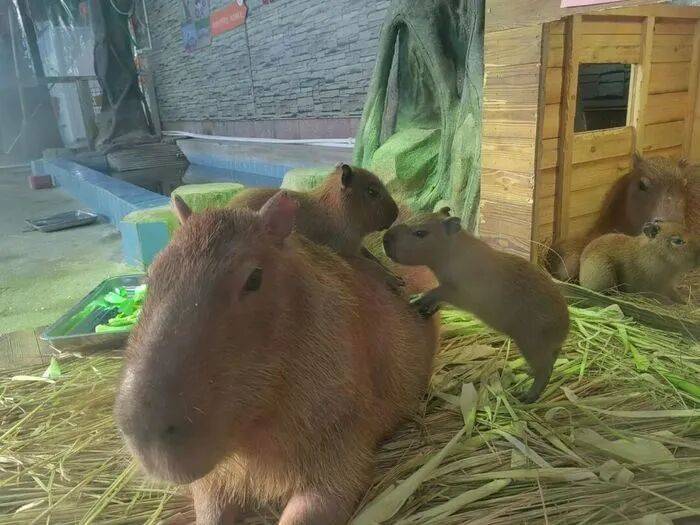 出生1小时就能独立行走<strong></p>
<p>数字货币如何交易</strong>，济南动物园“果果”和“豚豚”的4只新生幼崽，周末和市民见面