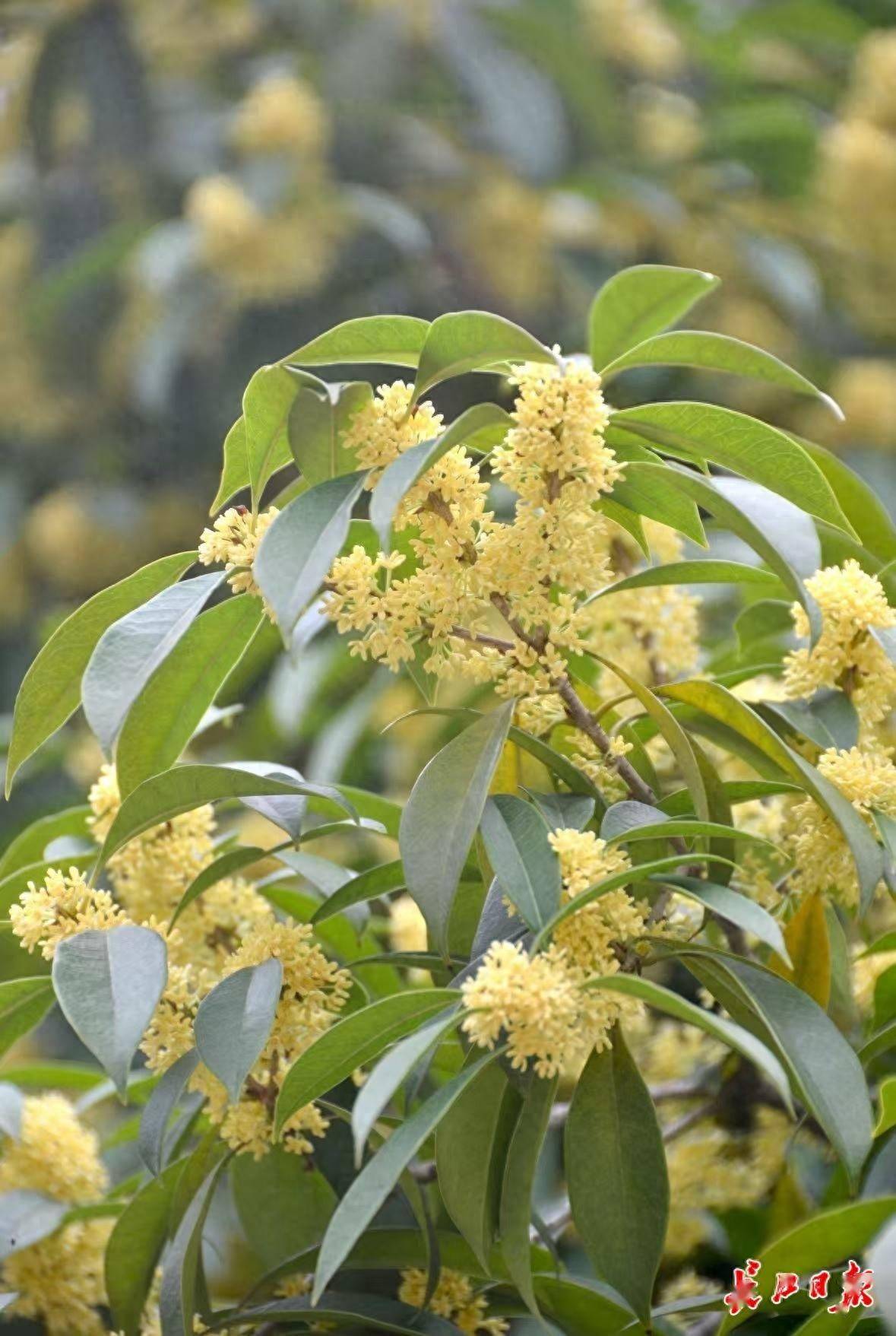 网友:为什么武汉的空气是甜的<strong></p>
<p>数字货币如何交易</strong>?武汉人:因为秋天来了啊