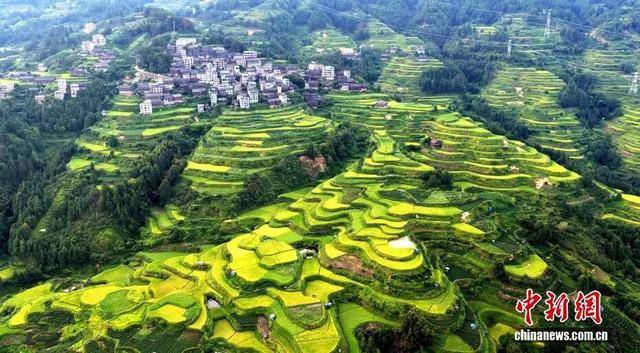 金秋<strong></p>
<p>数字货币机</strong>，广西的梯田一点不输！