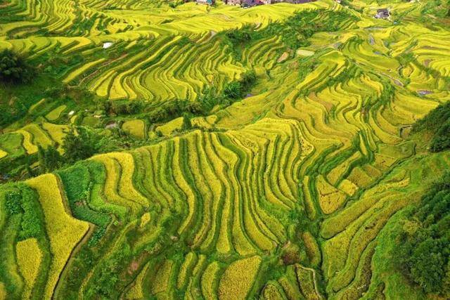 金秋<strong></p>
<p>数字货币机</strong>，广西的梯田一点不输！